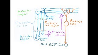 The Cerebellum [upl. by Eulalia]