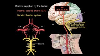 Blood supply to the brain [upl. by Yblocaj]