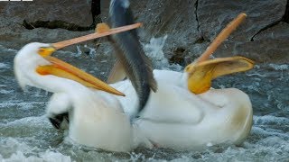 Pelicans Fishing Fail  Earths Great Rivers  BBC Earth [upl. by Ashlie523]