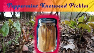 How to Make Peppermint Knotweed Pickles A Singalong Recipe [upl. by Ezzo]