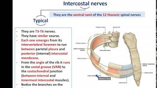 Intercostal Nerves and Vessels  Dr Ahmed farid [upl. by Zul415]