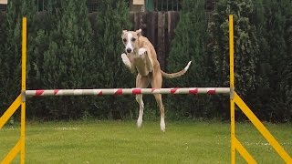 245 Agility with whippets [upl. by Nylakcaj403]