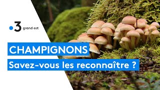 Bien connaître les champignons pour la cueillette [upl. by Glogau23]