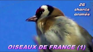 CHANTS dOISEAUX de FRANCE  28 chants [upl. by Anigar452]