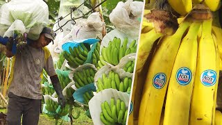 How Do Bananas Grow and End Up in the Store [upl. by Eneli]