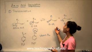 Amino Acid Degradation  Transamination [upl. by Peadar]