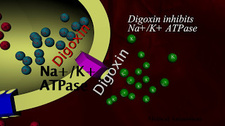 Digoxin Mechanism of action  animation [upl. by Taft]