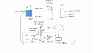 Digoxin  Mechanism of Action [upl. by Notgnihsaw]