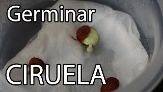 Como germinar semillas de CIRUELA  México Verde [upl. by Wanids857]