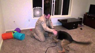 Dog Welcomes Home Staff Sergeant Original [upl. by Ebenezer]