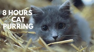 Kitty Cat Purring Relaxation Sounds ASMR 8 Hours [upl. by Atineb]