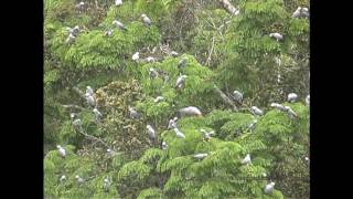 African Grey Parrots At The Bai [upl. by Manson419]