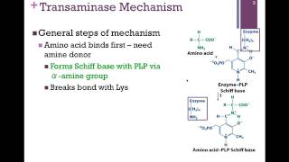 134Transaminase Mechanism [upl. by Nitsyrc]