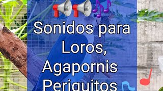 📢🎶CANTO para LOROS🦜🗣Aprende a cantar con este audio🥰 LorosAgapornisPeriquitosNinfas [upl. by Slin]