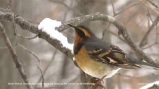 Varied Thrush [upl. by Bijan]