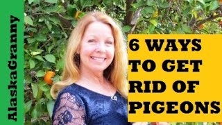 6 Ways To Get Rid Of Pigeons [upl. by Pfosi]