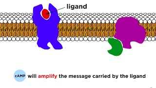 Receptors Signal Transduction and Phosphorylation Cascade [upl. by Ettegroeg]