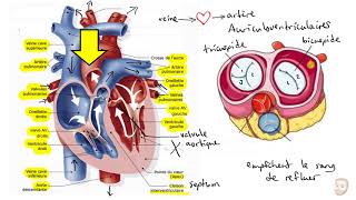 EXERCICE GUIDÉ  La cohérence cardiaque respiration antistress [upl. by Latea556]