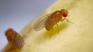 Complete Life Cycle of the Fruit Fly [upl. by Annahgiel958]