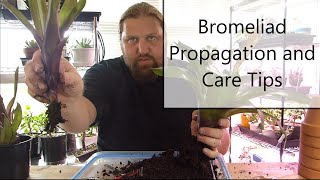 Bromeliad Propagation and Care [upl. by Nesnah479]