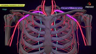 Internal thoracic Artery  Animated Anatomy [upl. by Sharona983]