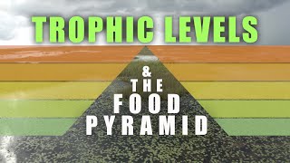 Food Chains Food Webs Trophic levels [upl. by Ditmore]