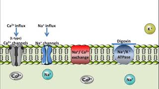 Digoxin  Mechanism of Action [upl. by Refinnaej]