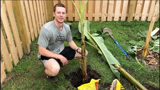 How to Plant a Banana Tree [upl. by Shapiro]