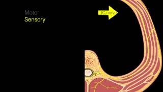 Intercostal nerves [upl. by Donnell]