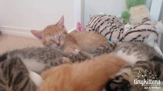 Feral Kittens Purring in their Sleep TinyKittenscom [upl. by Anihpled]