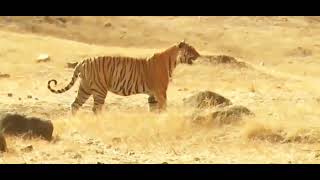 Life of Tiger Queen National Geographic Documentary HD 2020 [upl. by Shedd16]