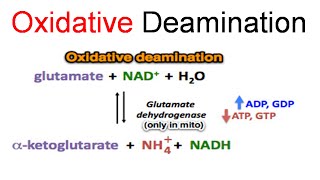 Oxidative deamination [upl. by Mitman]