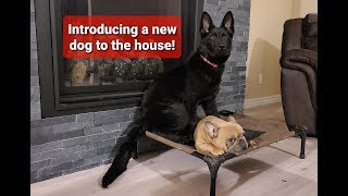 How to introduce a new dog to your house [upl. by Kellene]