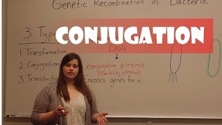 Conjugation in Bacteria [upl. by Esadnac]