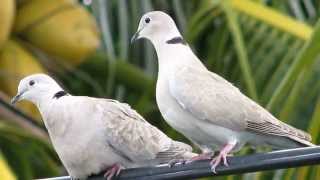 Dove Pictures and Sounds [upl. by Sheley]