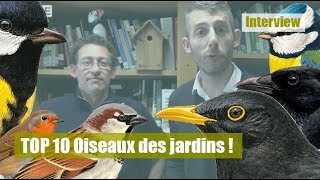 TOP 10 oiseaux des jardins [upl. by Field]