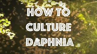 How To Culture Daphnia Magna [upl. by Ylyl]