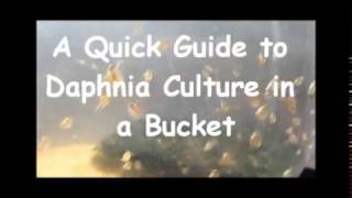 How to culture daphnia outside [upl. by Houser]