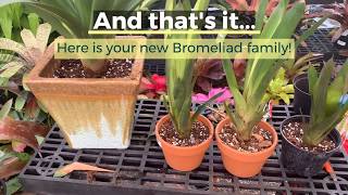 Dividing and Re potting Bromeliads [upl. by Wandis]