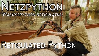 Netzpython Reticulated Python Malayopython reticulatus Reptilium  Folge 5 with English subtitle [upl. by Guidotti]