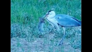 Heron Swallows Live Baby Rabbit Whole [upl. by Efron]