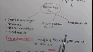 Metabolism of protein 1 [upl. by Enitsuj]