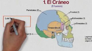 🔵 HUESOS de la CABEZA  Huesos del CRÁNEO Cara y Oído Medio ✔️ [upl. by Otineb]