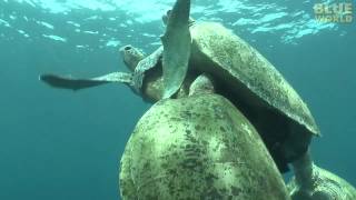 Amazing Sea Turtle Mating Footage [upl. by Rozanne]