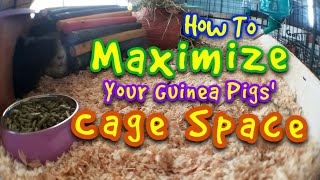 How To Maximize Your Guinea Pigs Cage Space [upl. by Kerwinn]