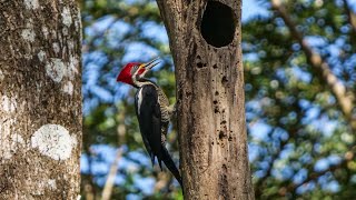 Woody Woodpecker  Smoked Ham  Full Episodes [upl. by Nomelihp356]