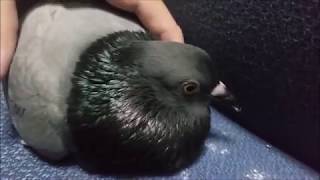 Cute Pigeon Cooing Cuddling Sound [upl. by Jat437]