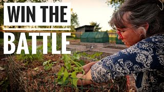 PROVEN SQUASH VINE BORER PREVENTION  A Full Evening on the Homestead [upl. by Sutphin]