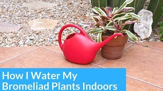 How I Water Bromeliads Growing Indoors  Joy Us Garden [upl. by Winifred]