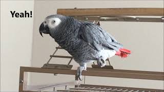 Clear Talking Parrot Macy the African Grey [upl. by Azaria]